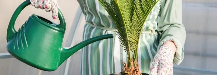 Person gießt einen Palmfarn mit einer grünen Gießkanne.